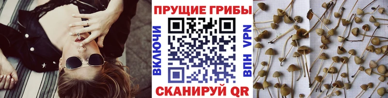 Галлюциногенные грибы Cubensis  наркота  Калязин 